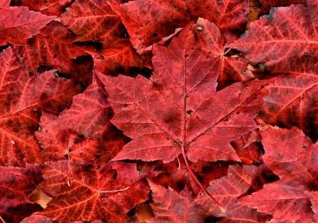 Canadian government inks deal with card firms to trim merchant fees Canadian government inks deal with card firms to trim merchant fees