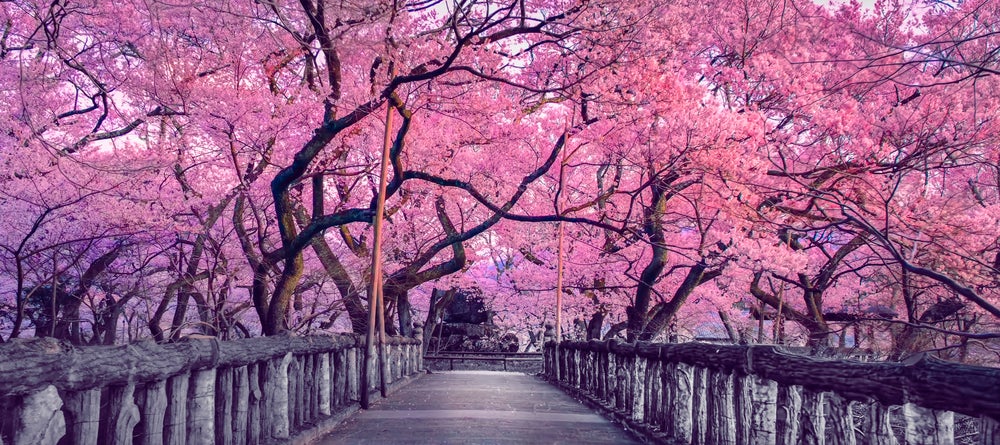 桜の季節には日本の観光支出が50％増加